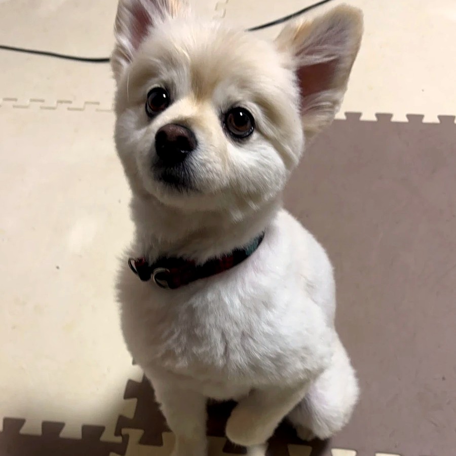 もかの写真3